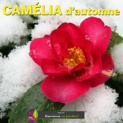 LES CAMÉLIAS D’AUTOMNE, ARBUSTES À DÉCOUVRIR cover