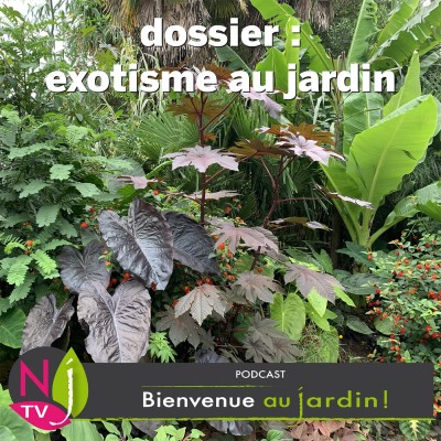 DOSSIER: UNE TOUCHE D’EXOTISME DANS LE JARDIN cover