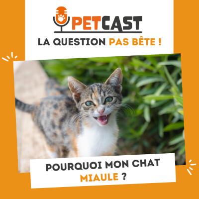 Pourquoi mon chat miaule ? cover