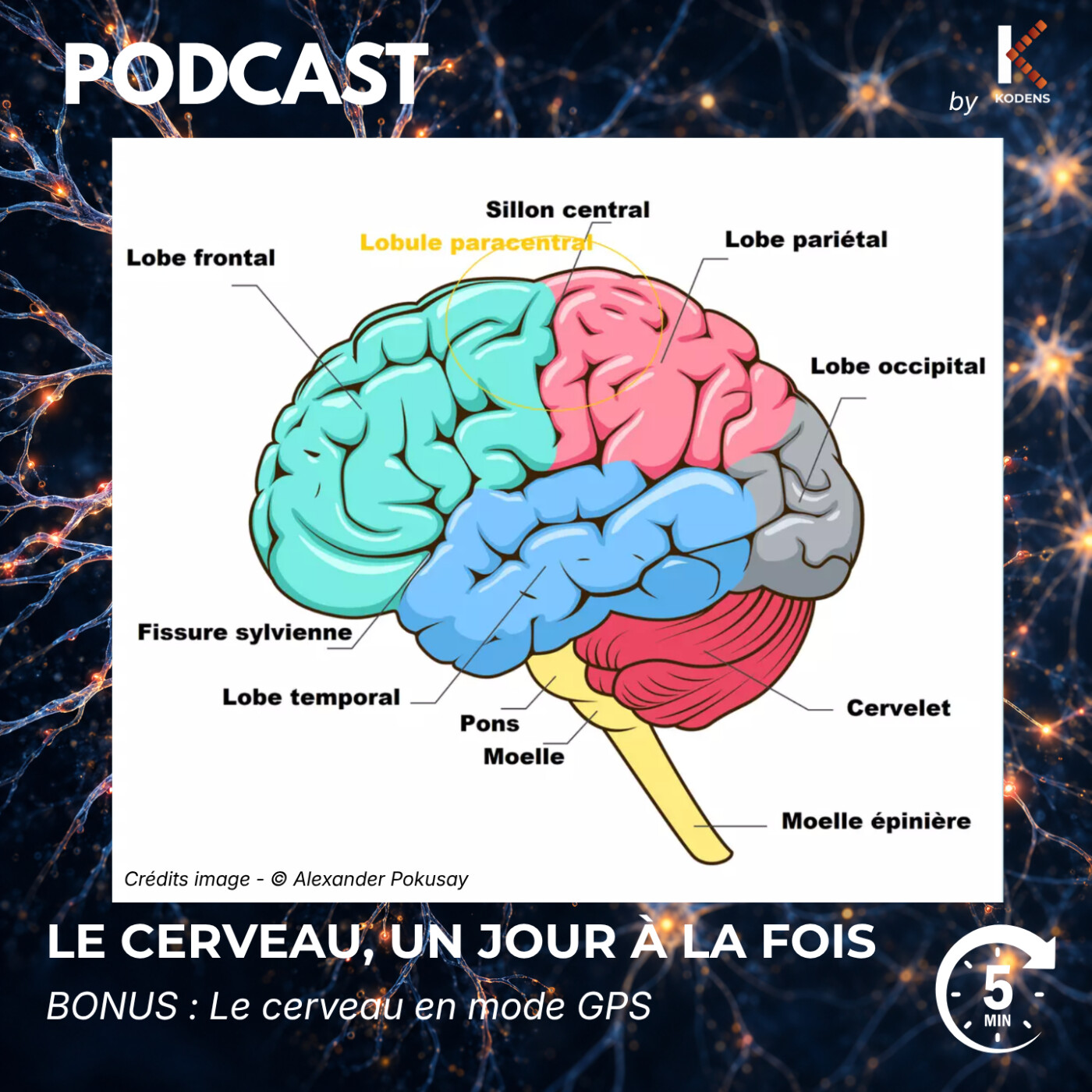 BONUS - Le cerveau, mode GPS : repères et itinéraires episode artwork