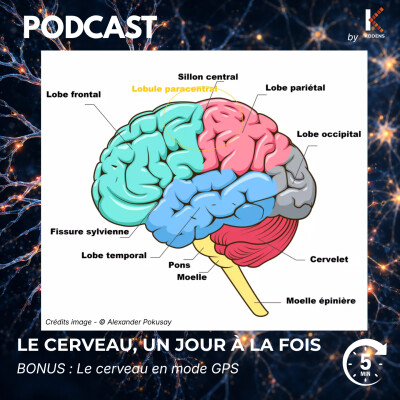 BONUS - Le cerveau, mode GPS : repères et itinéraires cover