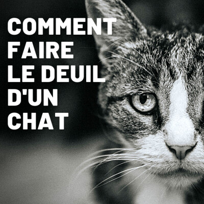 Le deuil de votre chat 😢 Que faire quand votre chat est mort ? cover