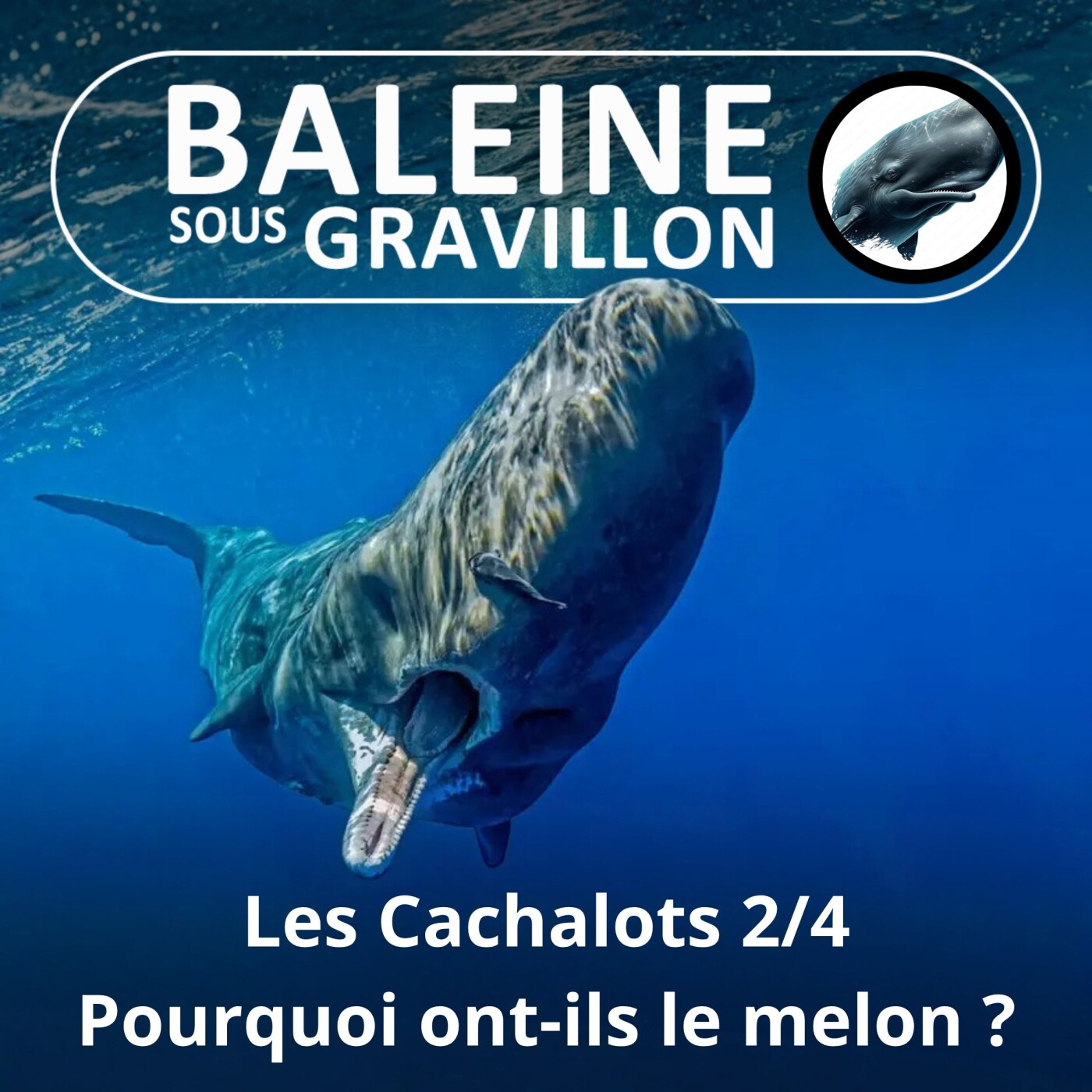 S02E15 Les Cachalots 2/4 : Pourquoi ont-ils la grosse tête ? (François Sarano) episode artwork