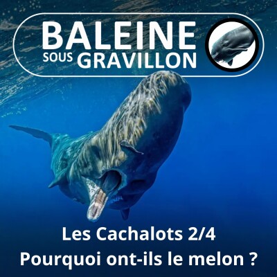 S02E15 Les Cachalots 2/4 : Pourquoi ont-ils la grosse tête ? (François Sarano) cover