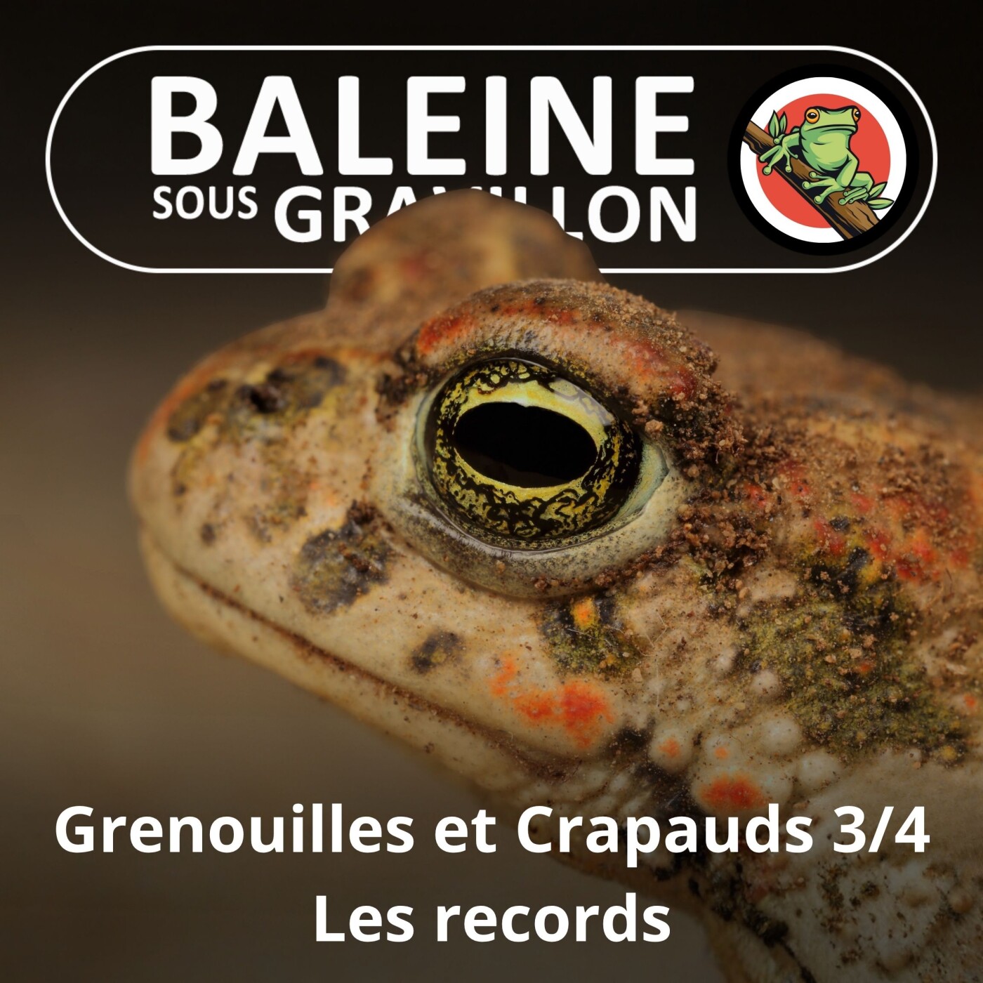 S02E64 Grenouilles et Crapauds 3/4 : Records les plus étranges episode artwork