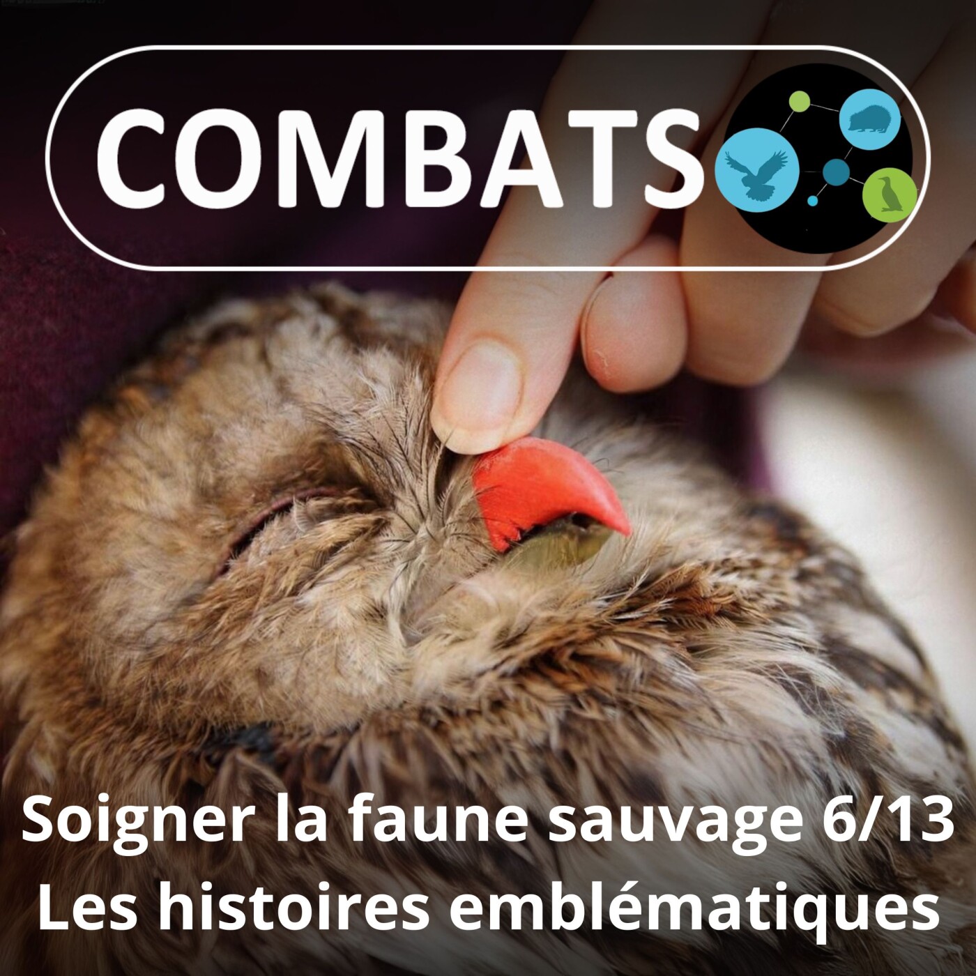 S01E63 Soigner la faune sauvage 6/13 : Les histoires les plus emblématiques (Manon Tissidre, directrice)