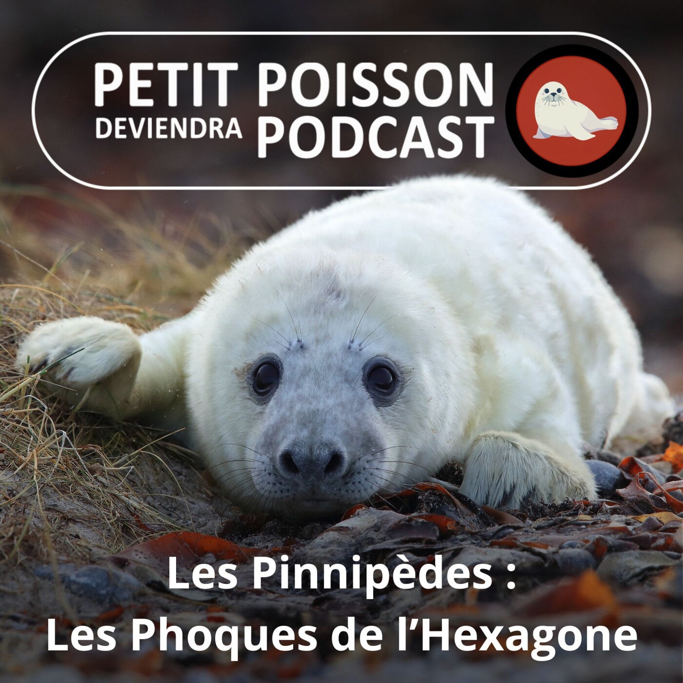 S05E44 Les Pinnipèdes : Les Phoques de l'Hexagone episode artwork