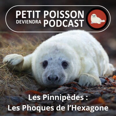S05E44 Les Pinnipèdes : Les Phoques de l'Hexagone cover