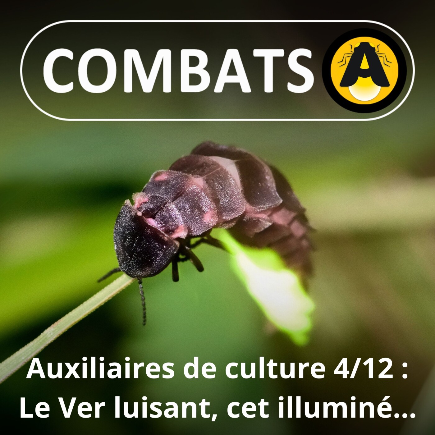 S03E04 Les auxiliaires de culture 4/12 : Le Ver luisant, cet illuminé ... (Hugues Mouret, entomologiste)