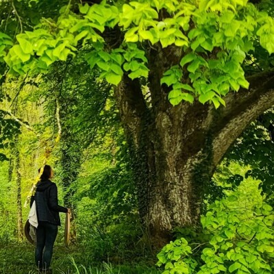 Tant qu'il y aura des Arbres S01E20 – Julie - sagessedelaforêt cover