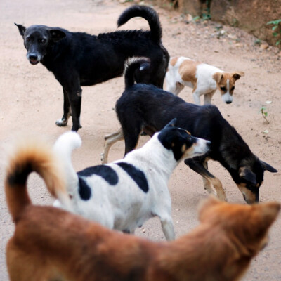 Chiens marocains : La cigogne engagée #2 cover