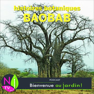 HISTOIRES BOTANIQUES: LE BAOBAB L’ARBRE QUI POUSSE « À L’ENVERS » cover