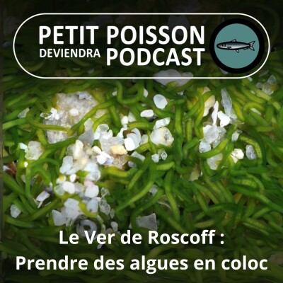 S02E35 Le Ver de Roscoff : Le plus vert des vers prend des algues en coloc... cover