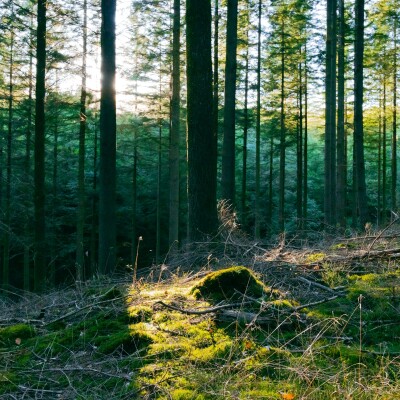 Changer nos pratiques pour sauver la forêt cover