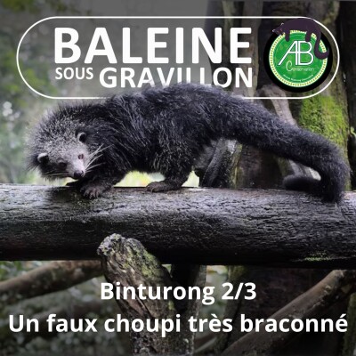 S07E136 Le Binturong 2/3 : Une superstar victime des trafics et... des réseaux sociaux cover