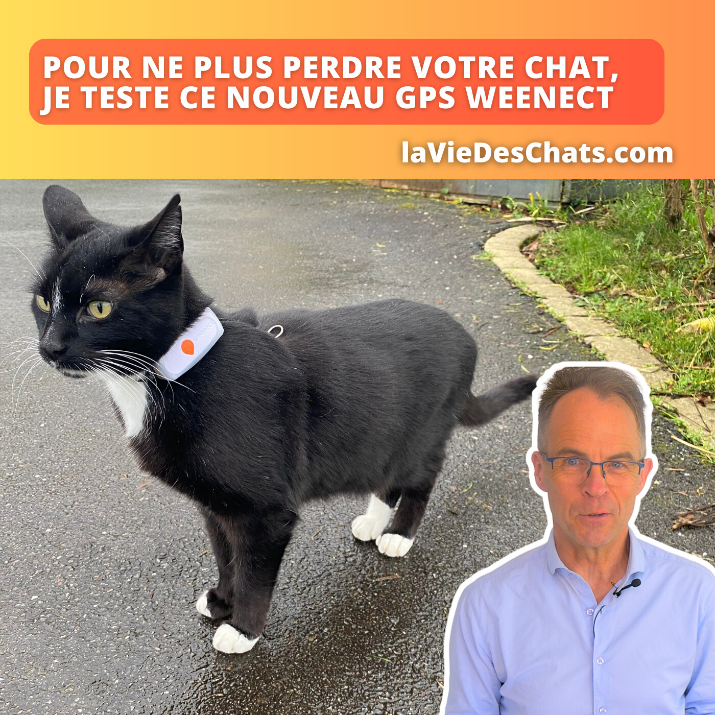 laVieDesChats