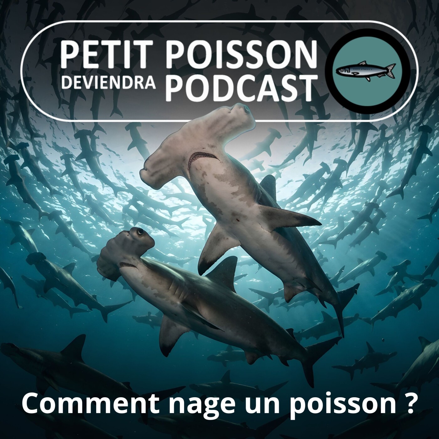 S03E33 Au fait, comment les poissons nagent-ils ? (Bill François) episode artwork