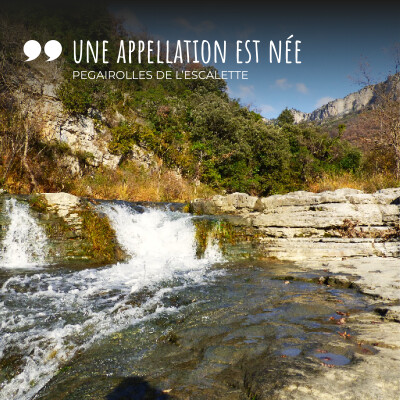 3 - Une appellation est née ! Terrasses du Larzac - Pégairolles de l'Escalette cover