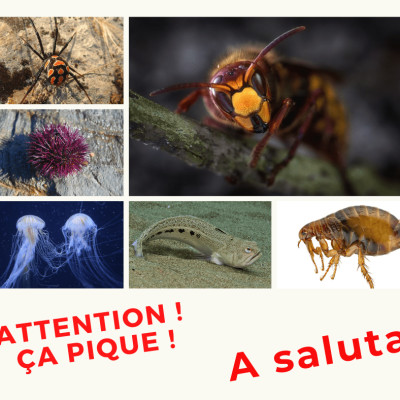 2022.08.02 A SALUTA ! Attention ça pique ! cover