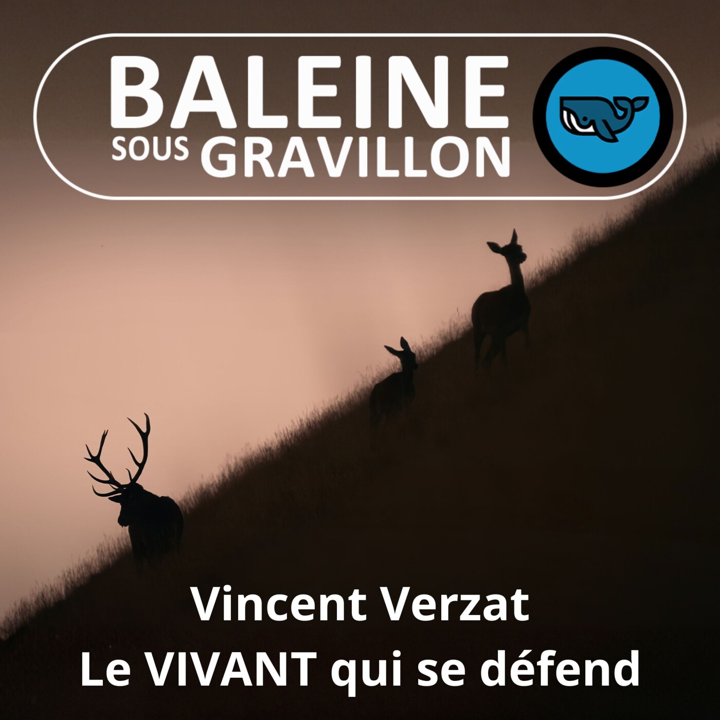 Baleine sous Gravillon