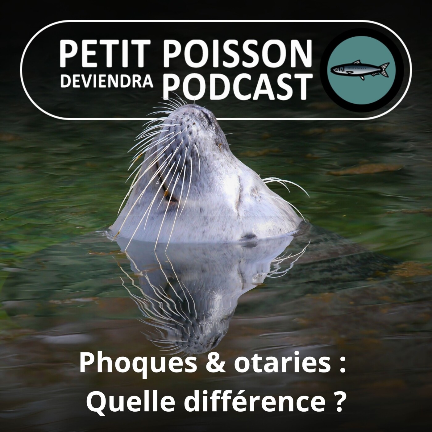 Petit Poisson deviendra Podcast