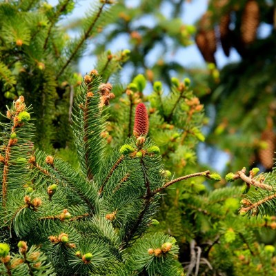 S01E20 Le Sapin : le roi des forêts est aussi le plus grand arbre européen cover