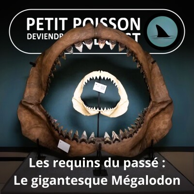 S04E25 Le mégalodon : En eaux moins troubles cover