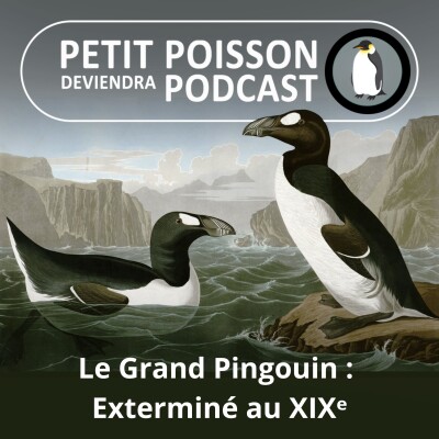 S05E25 Les Manchots : Le Grand pingouin, exterminé au 19e siècle  (Mathilde Chevallay) cover