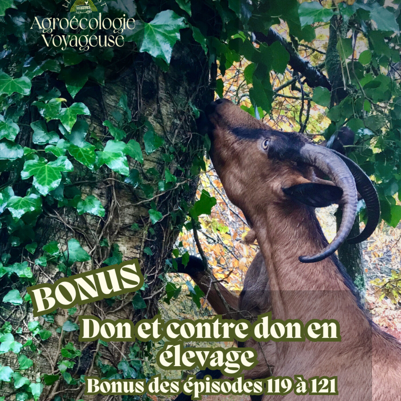 BONUS 🐐🎁 Don et contre don en élevage