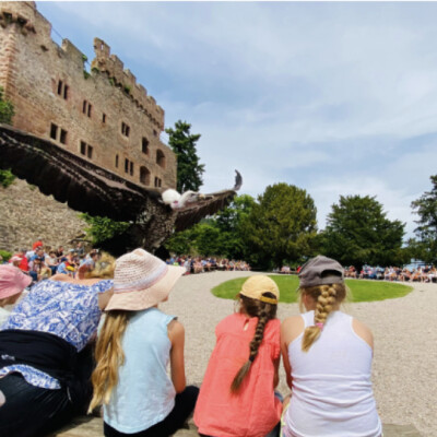 Kintzheim : Le programme estival de la Volerie des Aigles cover