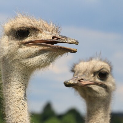 Venez vous perdre au coeur d'une ferme ! cover