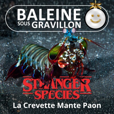 STRANGER SPECIES 6/12 : La Crevette Mante Paon, des baffes comme des balles... cover