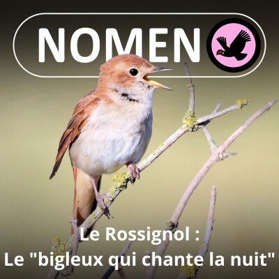 S02E22 Le Rossignol : le "bigleux qui chante la nuit" cover