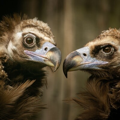 S04E39 Vautours européens 2/5 : Évolution, vision, digestion, Antoine Adam (écologue, auteur) cover