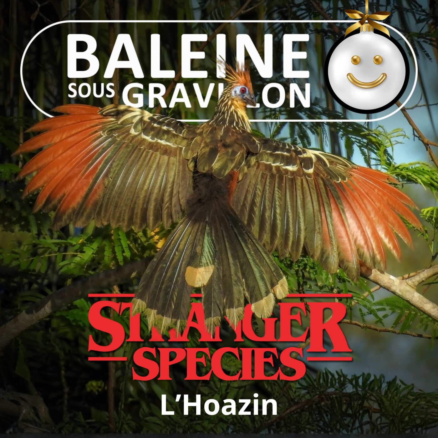 STRANGER SPECIES 9/12 : L'Hoazin, un oiseau à l'air "préhistorique"... qui rumine !