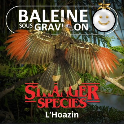 STRANGER SPECIES 9/12 : L'Hoazin, le seul oiseau... qui rumine ! cover