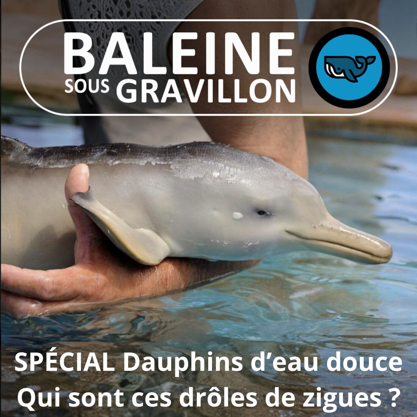 SPÉCIAL Dauphins d'eau douce : Boto, Sousouc, Baiji et autres raretés...