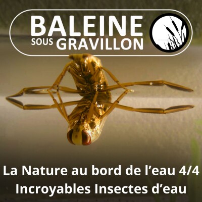 S03E103 La Nature au bord de l'eau 4/4 : Le monde à l'envers des insectes aquatiques (Marc Giraud) cover