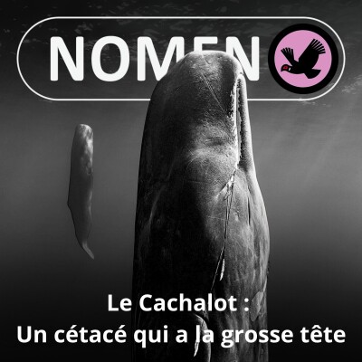 S05E21 Le Cachalot : À quoi sert ce "melon" qui lui donne la grosse tête ? cover