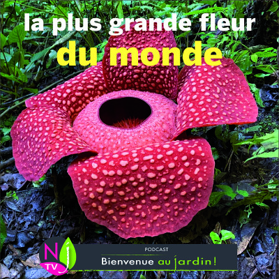 HISTOIRES BOTANIQUES : RAFFLESIA, LA PLUS GRANDE DE TOUTES LES FLEURS cover
