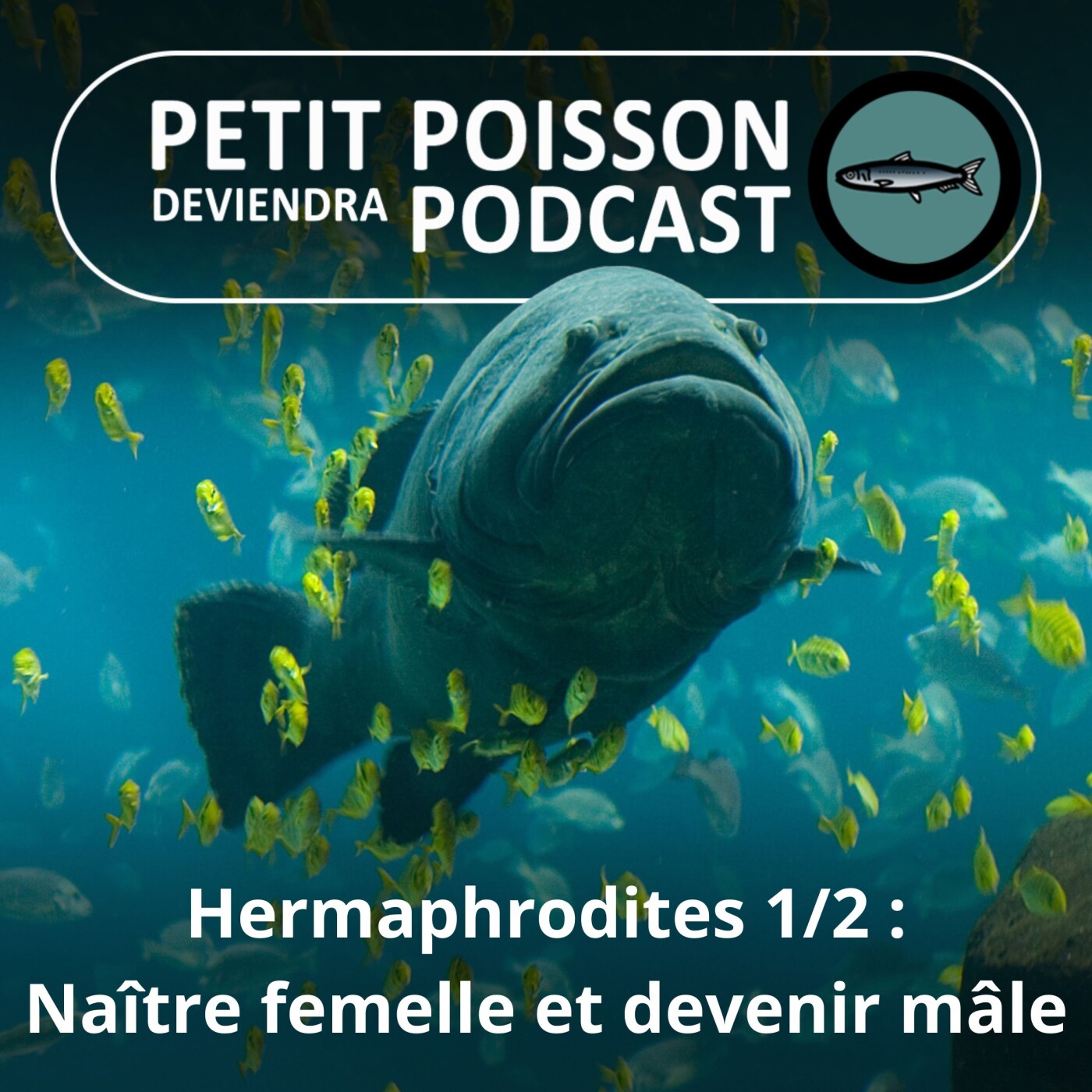 Petit Poisson deviendra Podcast