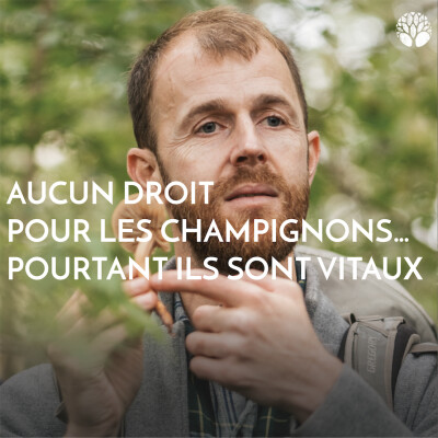 Aucun droit pour les champignons… Pourtant ils sont vitaux cover