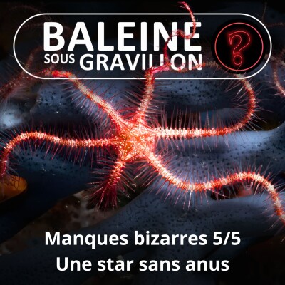 S07E112 Vous avez dit bizarre ? Manques 5/5 : L'Ophiure, une star fragile et sans anus cover