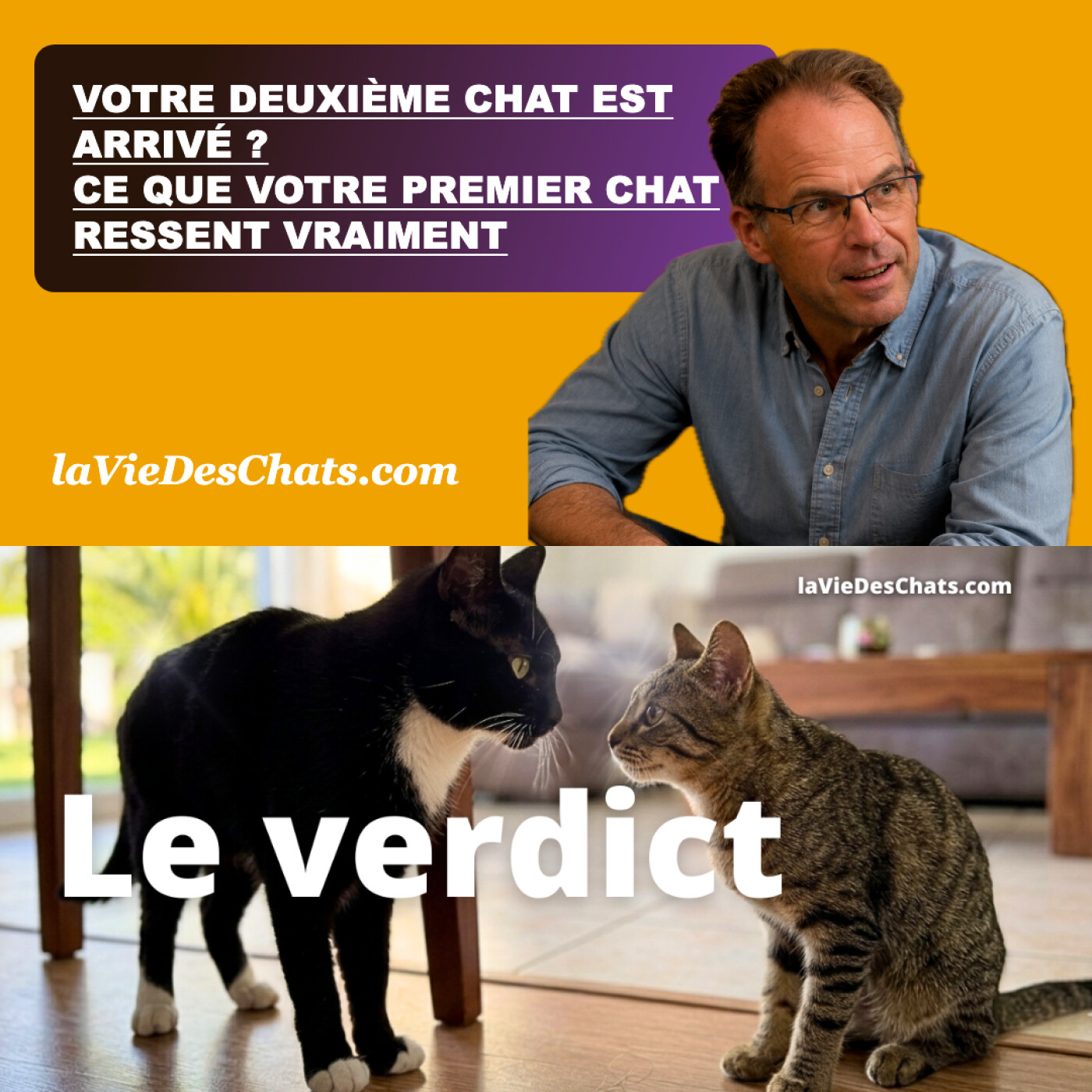 VOTRE DEUXIÈME CHAT EST ARRIVÉ ? CE QUE VOTRE PREMIER CHAT RESSENT VRAIMENT