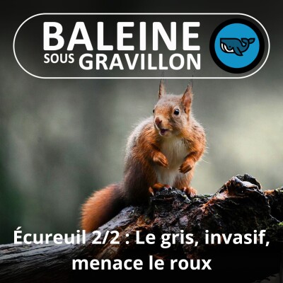 S05E16 L'Écureuil 2/2 : Le gris, invasif, menace le roux cover