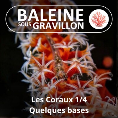 S04E60 Les Coraux 1/4 : Quelques bases (Raphaël Seguin) cover