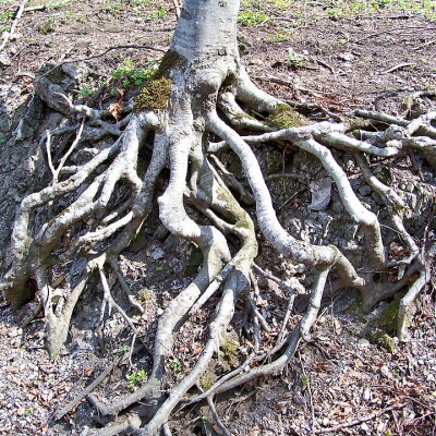 Episode #15: Ancient word roots. Plus horror stories. cover