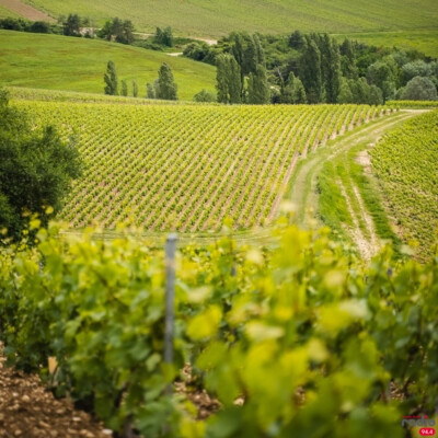 JE T'EMMÈNE DANS L'AUBE - Champagne & évasion dans l’Aube cover