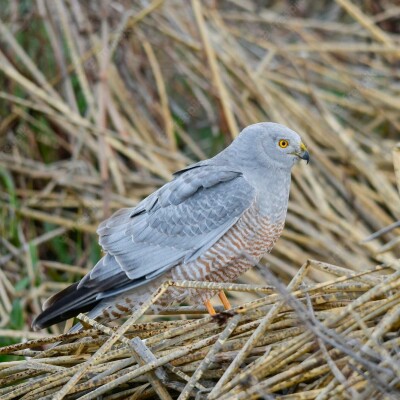 FIFO #01 : Inquiétude sur le Busard cendré (Jean-François Quété, GODS) cover