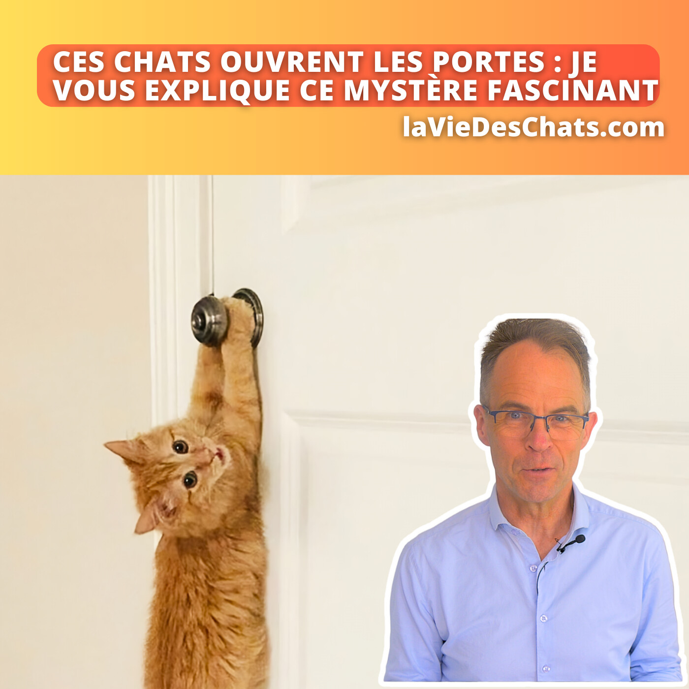 laVieDesChats